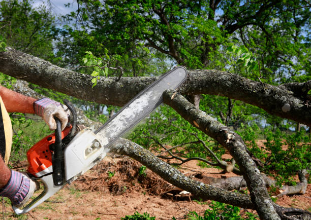 Best Tree Clearing Services  in City View, SC